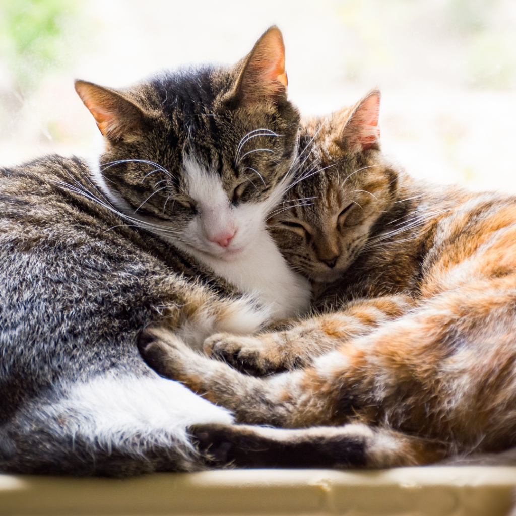 Two cats snuggling together.