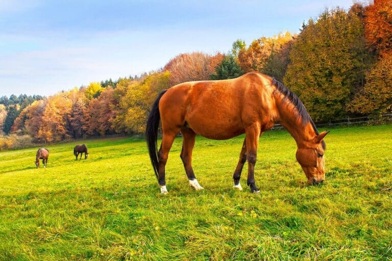 horses grazing in a pasture in a small town