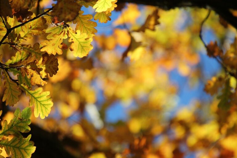 Golden-green oak tree leaves against a blue sky