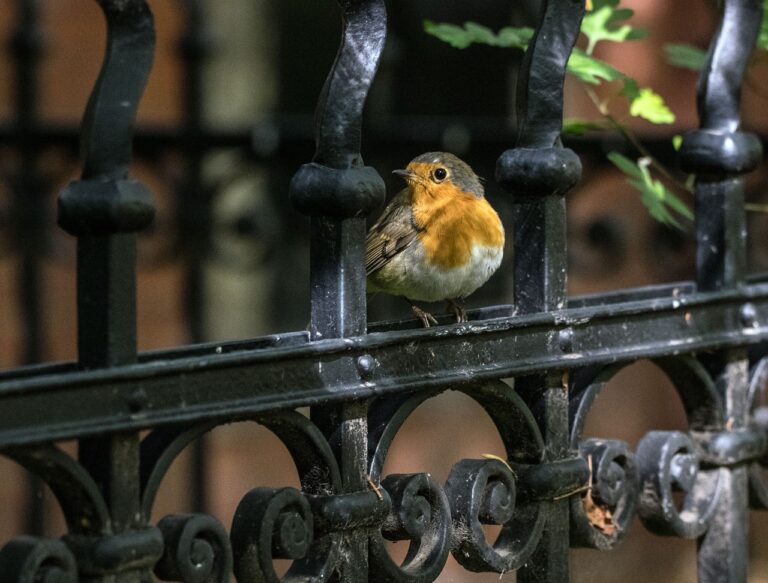 a robin perched on a wrought iron fence in a small town