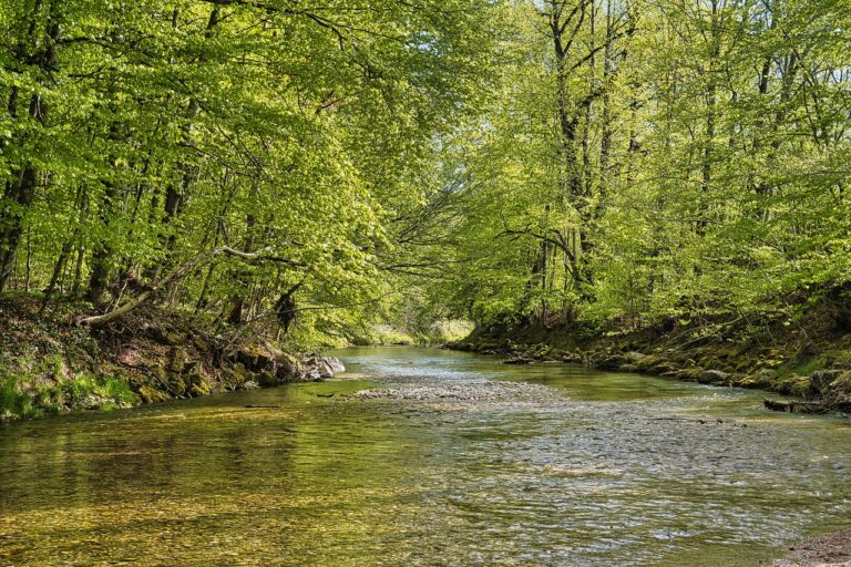 creek flowing in the forest