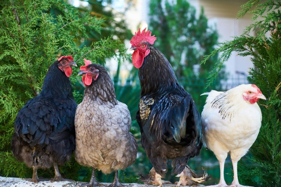 Four chickens standing together on a farm or homestead.
