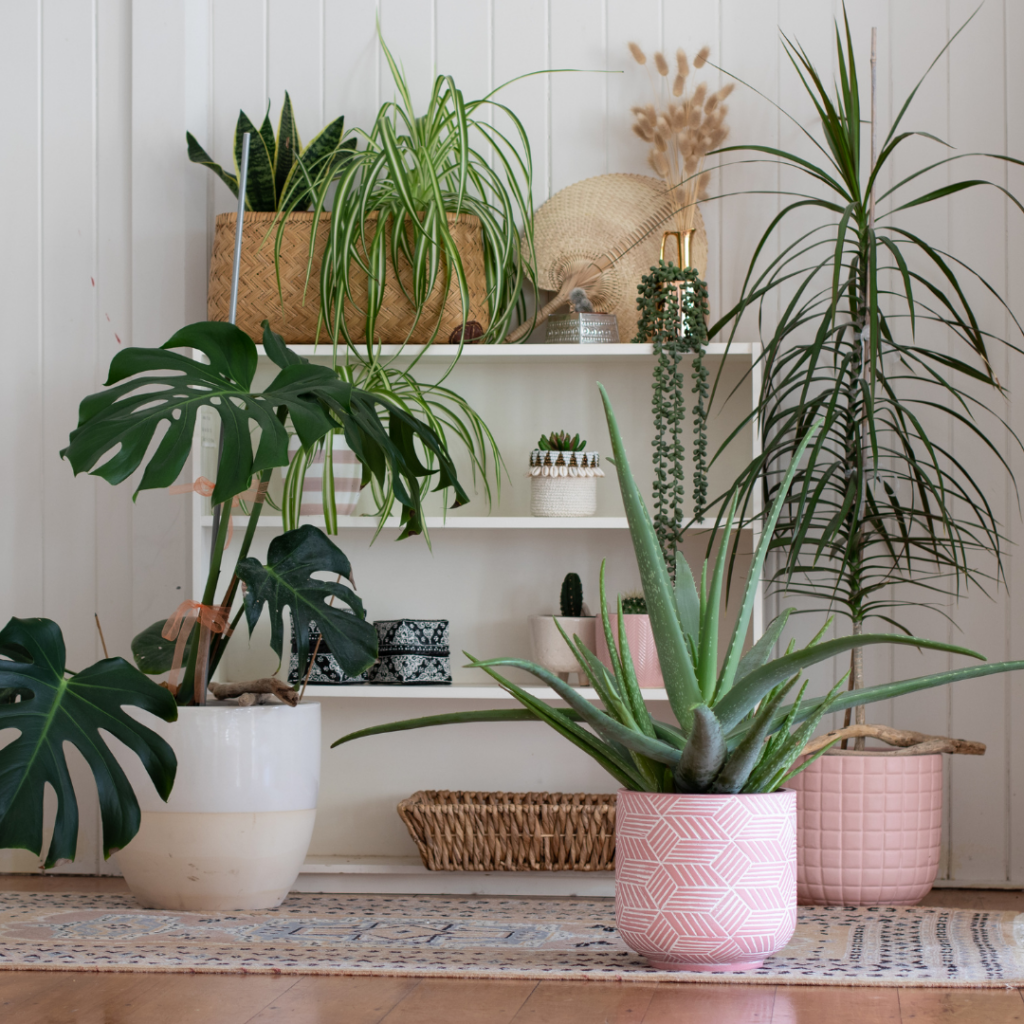 A beautifully decorated shelf with decor and house plants. There are also some bigger plants in pots next to the shelf.