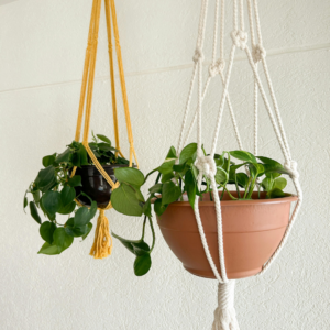 Two hanging plants.