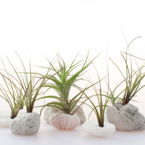 Different type of air plants.