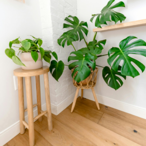 Two plants on stands in a corner.
